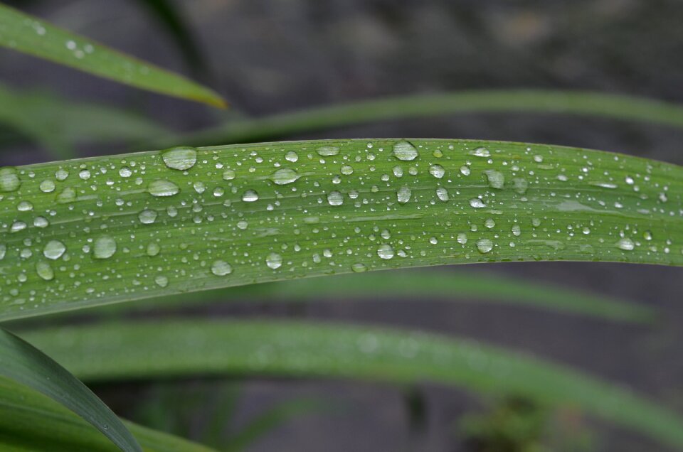 Nature leaf rain photo