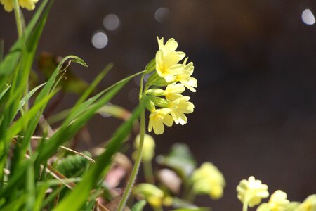 Spring yellow flowers nature