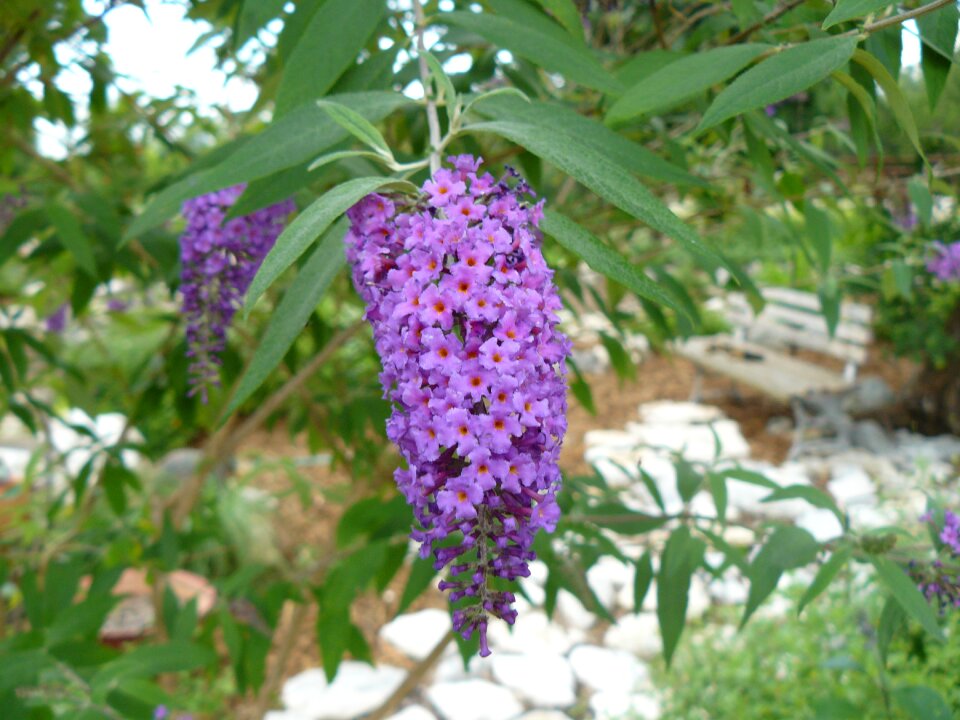 Purple flower blossom bloom