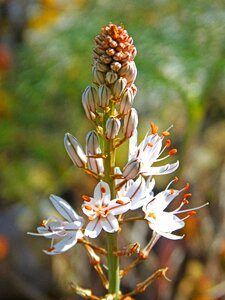 Flower mediterranean countryside wild flora