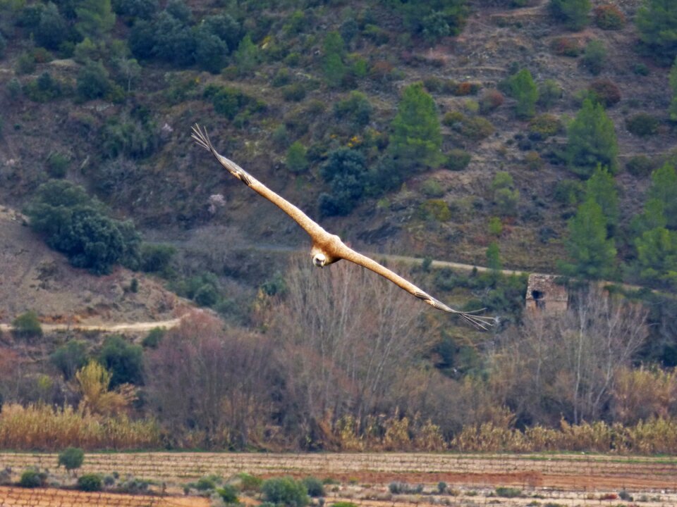 Priorat montsant flight