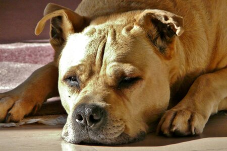 Pet dog head fur photo