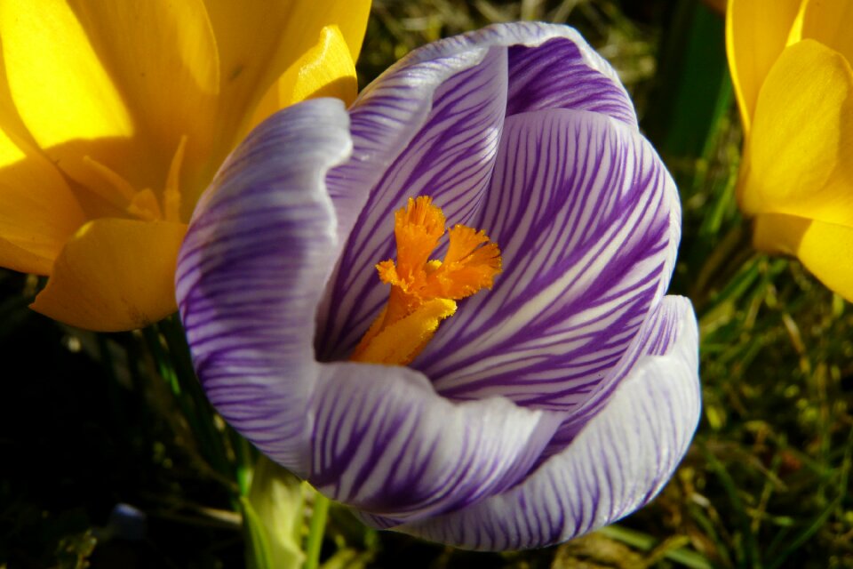Bloom flowers close up