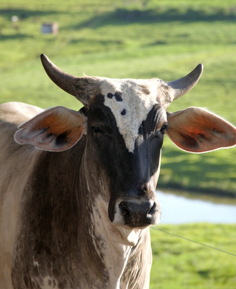 Animal veal field