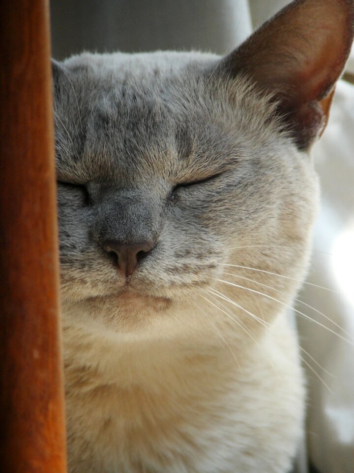 Kitten head cat face