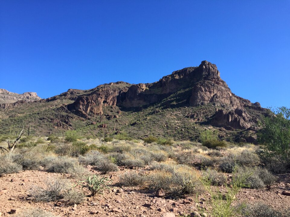Nature landscape saguaro
