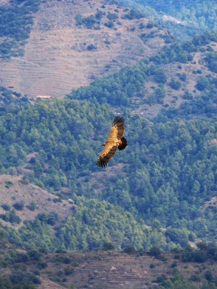 Landscape bird's eye view priorat