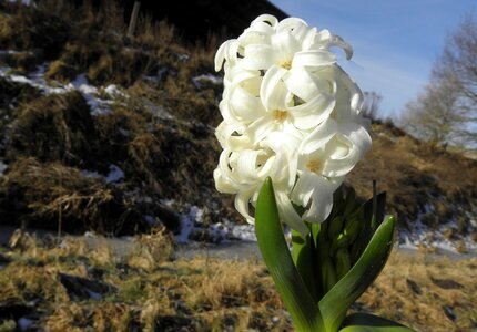 Flower early bloomer white