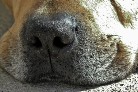 Snout nose dog's nose