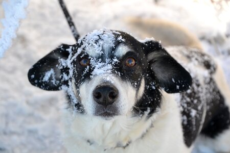 Dog winter snow photo