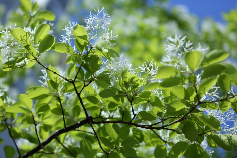 Pop flower the leaves summer