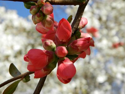 Pink flower nature tree