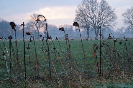 Nature winter morning