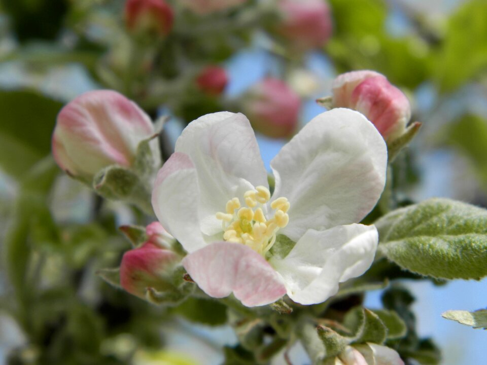 Apple tree flower spring