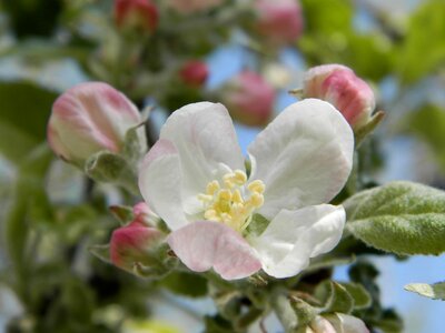 Apple tree flower spring