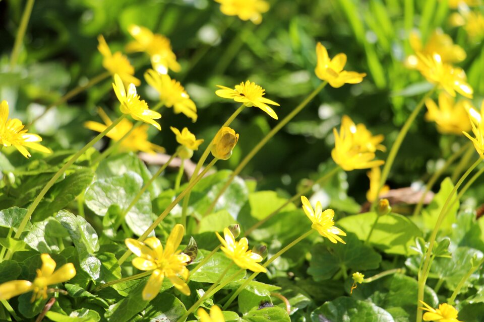 Yellow spring yellow flowers