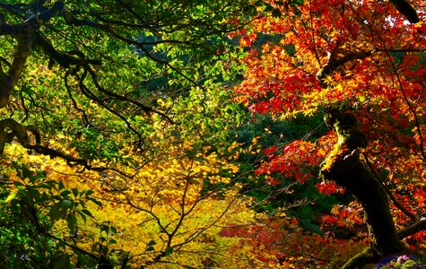 Autumnal leaves mountain natural