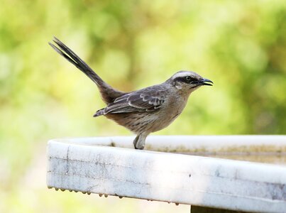 In the water cooler wild brazilian photo