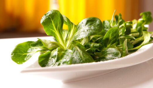 Salad healthy food photo