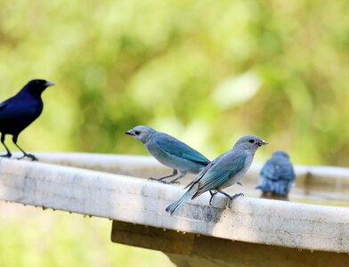 Brazilian birds tanager gray