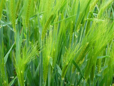 Agriculture cornfield field photo