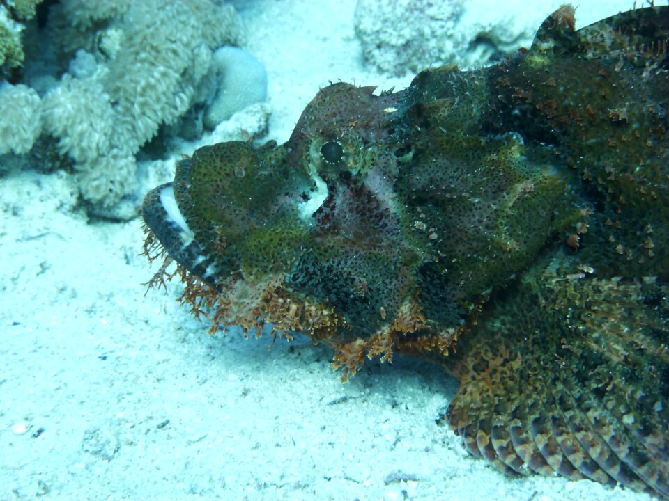 Stone fish red sea meeresbewohner