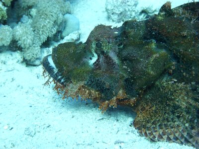 Stone fish red sea meeresbewohner