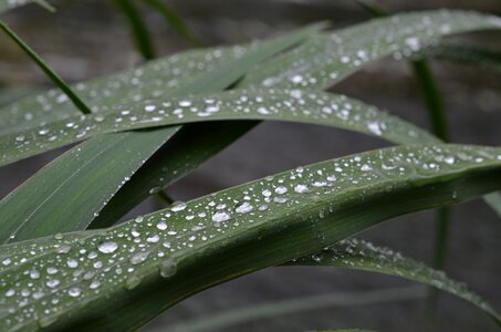 Nature leaf rain photo
