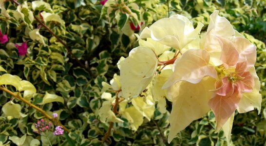 Petals flora plant