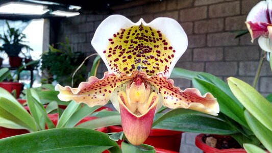 Orchid white ecuador