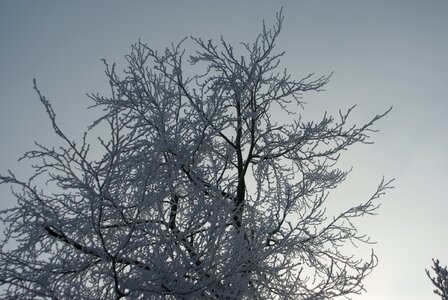 Freezing tree air