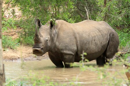 Pond africa savanah photo