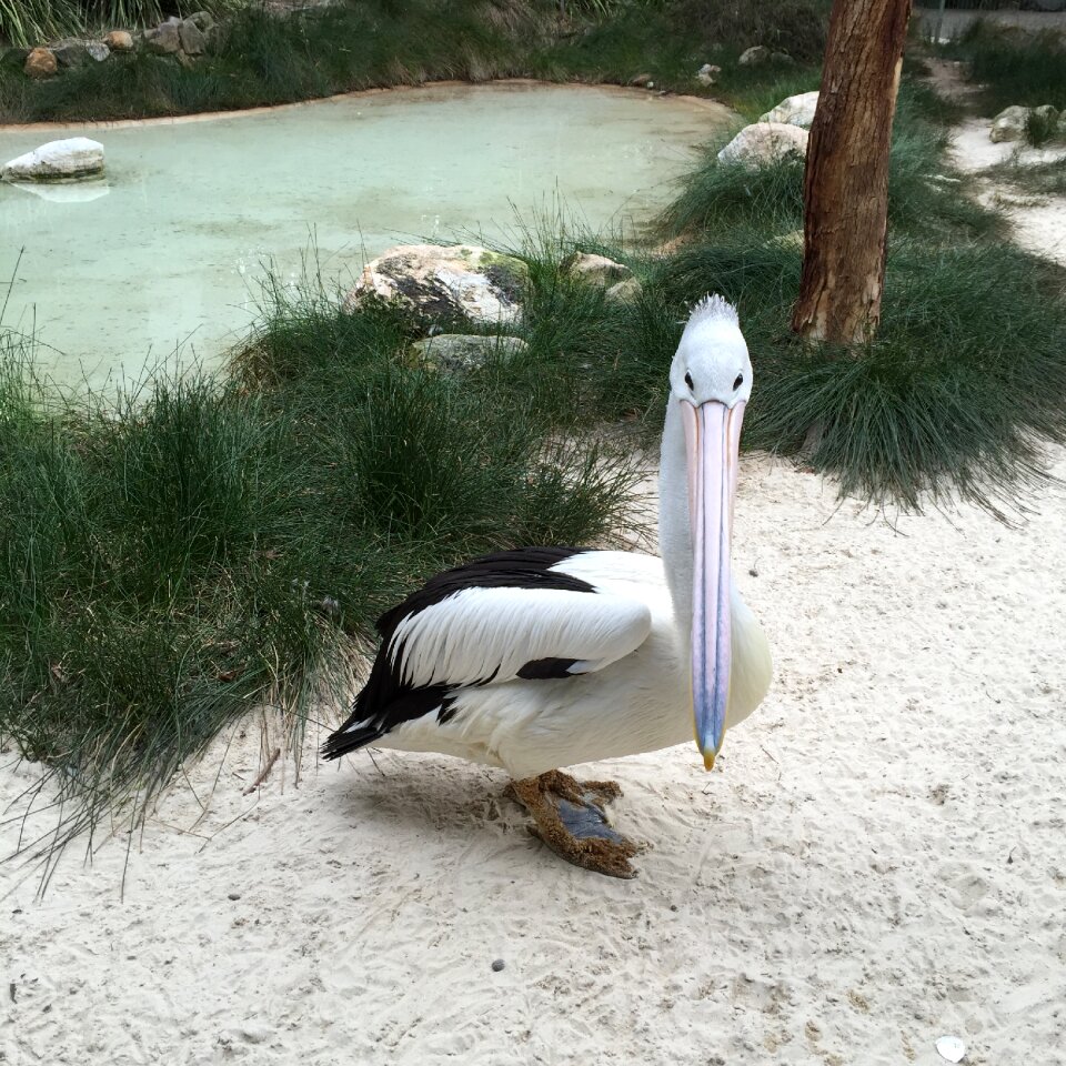Animal feathers beach