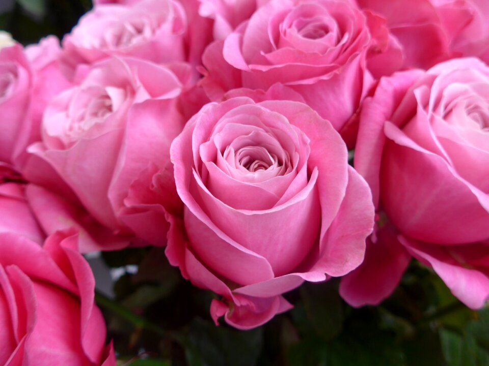 Love flower blossom