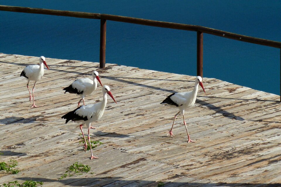 Storks nature animals
