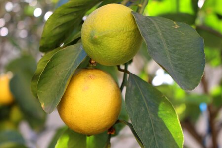 Plant juice citrus fruits photo