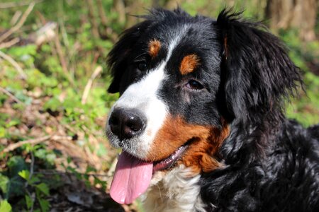 Big dog nature family photo