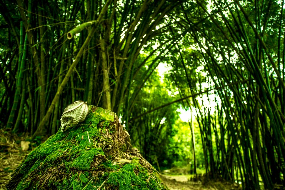 Bamboo nature foam photo