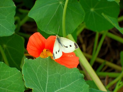 Red flower green leaves photo