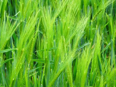 Agriculture cornfield field photo