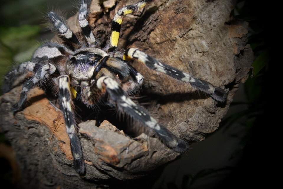 Poecilotheria striata tarantula spider