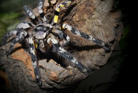 Poecilotheria striata tarantula spider