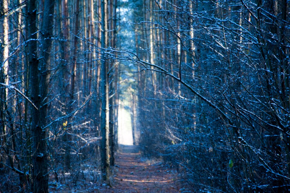 Tree nature the path