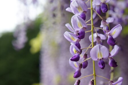 Wisteria natural flowers photo