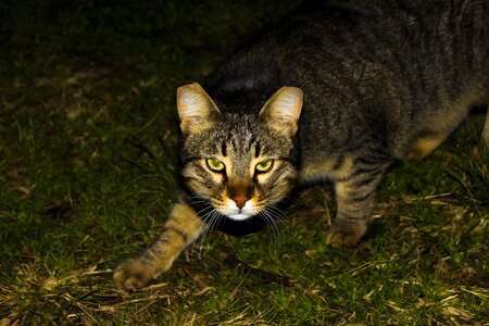 Animal home cat eyes