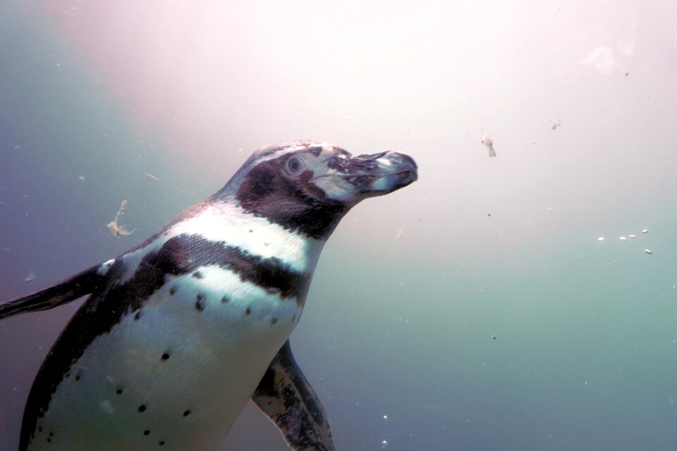 Swim animal humboldt