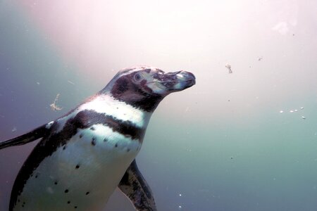 Swim animal humboldt photo