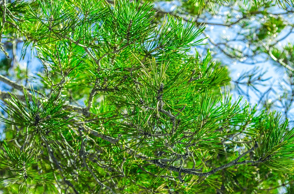 Branches needles green photo