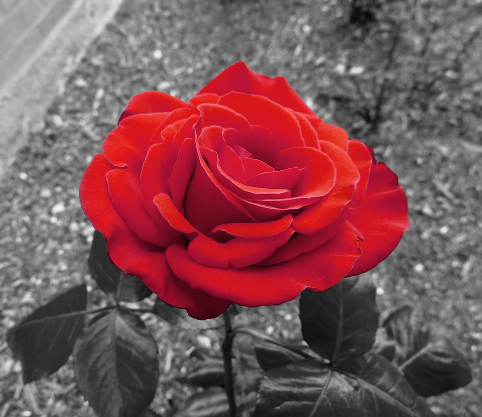 Flower love valentine's day