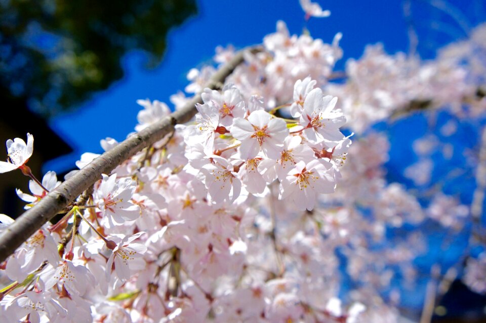 Cherry blossoms spring blue sky